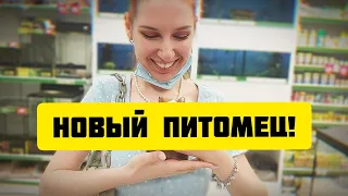 НОВЫЙ ПИТОМЕЦ SvinkiShow Покупка Морской Свинки