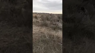 German shorthaired pointer holding point on a pheasant