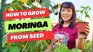 How To Quickly Germinate Moringa Seeds #moringa #gardening #superfood #homegrown #garden #plants