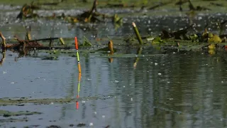 Wróciłem na SPŁAWIKOWĄ OAZĘ !!! SIŁOWE hole w kapelonach !!! Miałem silną konkurencję !!!