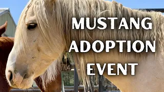 BLM Mustang Adoption Event in New Hampshire!