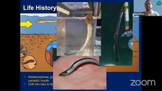 Sea Lamprey, the Vampires of the Great Lakes: Invasion and Control