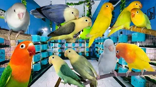 Beautiful Rare Lovebirds Mutation Unbelievable Colors! 🌈 Exotic Lovebird Family