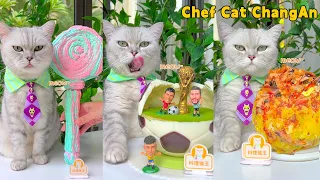 Chef Cat's Newest Recipes That Will AMAZE YOU! | Cat Cooking Food | Cute And Funny Cat