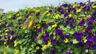 PVG Grower Guide: SUPERTUNIA ROYAL VELVET Improved Petunia from Proven Winners