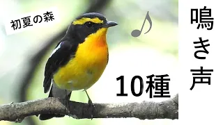 【解説！】鳥の鳴き声10種 ～初夏の森編～