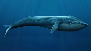 Why don't whales get cancer || peto's paradox