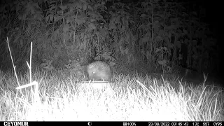 Hedgehogs in garden   Aug22   Ceyomur CY95 solar powered wildlife camera