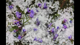 A dangerous hail storm on July 26th very worm day could kill people and animals, Mather Earth tools