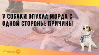 У собаки опухла морда с одной стороны: причины