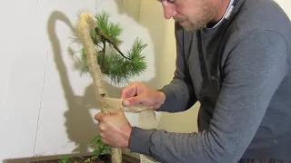 Bonsajova skola Ales- Extremni ohyb kmene - Bonsai Borovice