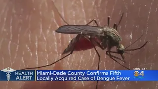 New Case Of Dengue Fever In Miami-Dade