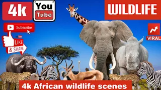 African Safari 4K Wildlife Adventure with Relaxing Piano Music Nature