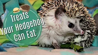 Hedgehog Diet: Treats & Dangerous Foods