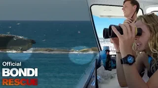 A Spear Fisherman Loses His Catch To A Seal At Bondi