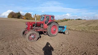 Посів пшениці 🌾 трактором🚜 Т-40АМ і анкерною сівалкою Isaria