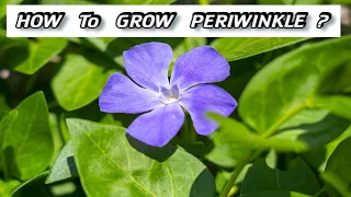 Growing Vinca - How to Plant Periwinkle