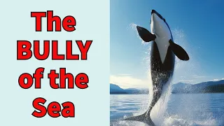 King of the Ocean's Shadows | 🔴 The Orca's Reign of Power #orcas