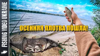 НАДУБАСИЛИ ОСЕННЕЙ ПЛОТВЫ НА ФИДЕР | FishingVideoUkraine
