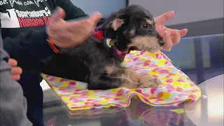 Pet of the Week: Willy