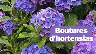 Bouture d’hortensia