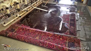 On Oriental Rug Steam cleaning in Home-By PetPeePee company