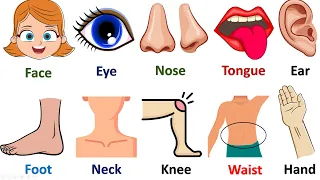 Body Parts Name with Picture || Listen and Practice || Action Verbs In English || Body Part Drawing