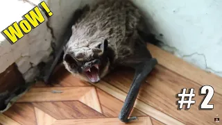 10 The Most Incredible Cases of Wild Animals Invading People's Homes