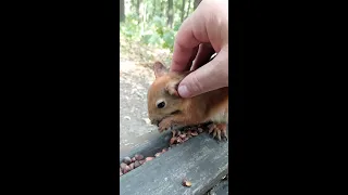 Белка не против того, что её гладят / The squirrel doesn't mind being stroked