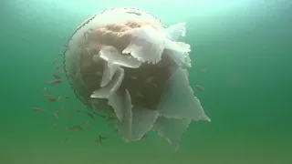 Barrel Jellyfish - Rhizostoma Pulmo around Cornwall