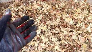 Cody Composts Crunchy Carbon Containing Chips (leaves)