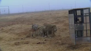 Human cage lion experience - you have to experience this!