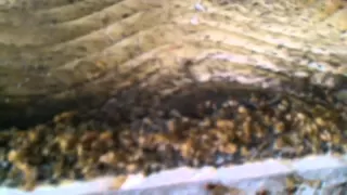 The sickest most infested Bed Bug job in Syracuse NY