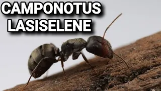 Обзор муравьёв Camponotus lasiselene.