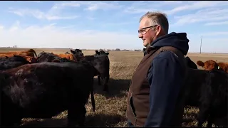 Stand Strong Simmental: Eichacker Simmentals, South Dakota