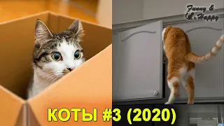 КОШКИ 2020 Смешные Кошки Приколы Кошками и котами Funny Cats 2020 | Funny & Happy