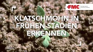 Klatschmohn in frühen Stadien erkennen