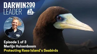 Protecting Raso Island’s Seabirds - Episode 1 of 3 by Merlijn Hulsenboom