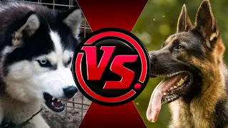 Немецкая Овчарка ПРОТИВ Хаски! Сибирский Хаски против Овчарки! German Shepherd vs Siberian Husky.