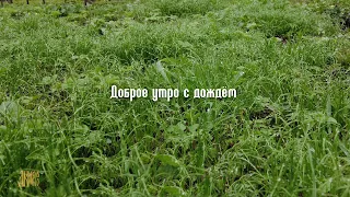 Доброе утро с дождём