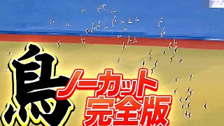 【ノーカット完全版】鳥に占拠されたZOZOマリンを“英雄・角中勝也”が救う【伝説の20分間】