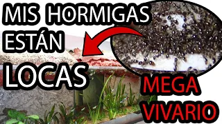 Tengo hormigas locas - Explosion de Hormigas en el MegaVivario