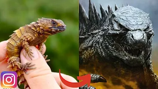 I'm a Big Kid Now Cute Baby Animals - Godzilla Transformation