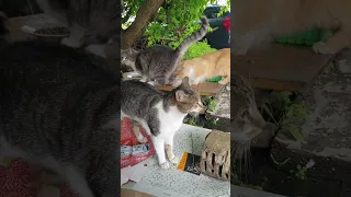 Хвостики ням ням😻🐈 друзі, давайте разом допомагати братам нашим меншим 😇🙏🌞