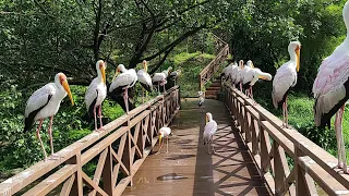 Kuala Lumpur Malaysia 2023 - KL Bird Park 4K Tour