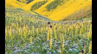 Beauty and the Beast: California Wildflowers and Climate Change - CNPS East Bay Presentation