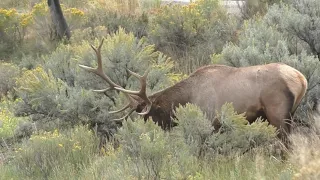 Big *PAPI* Bull Elk doing elk things in the Rut!