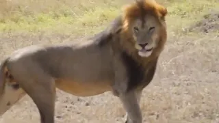 Lions of Serengeti | Tanzania..
