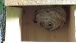 Wasps nest