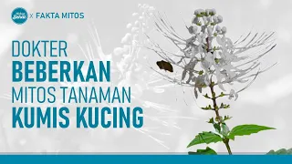 Kupas Tuntas Mitos Seputar Daun Kumis Kucing  | Hidup Sehat tvOne